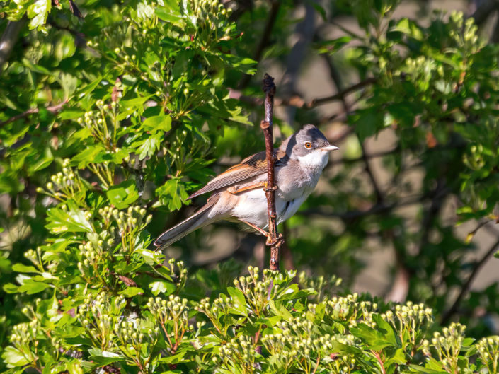 Common whitethroat