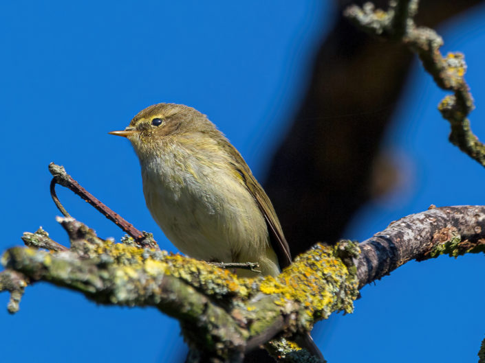 Common chiffchaff