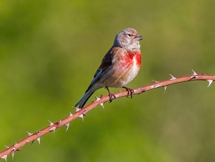 Common linnet