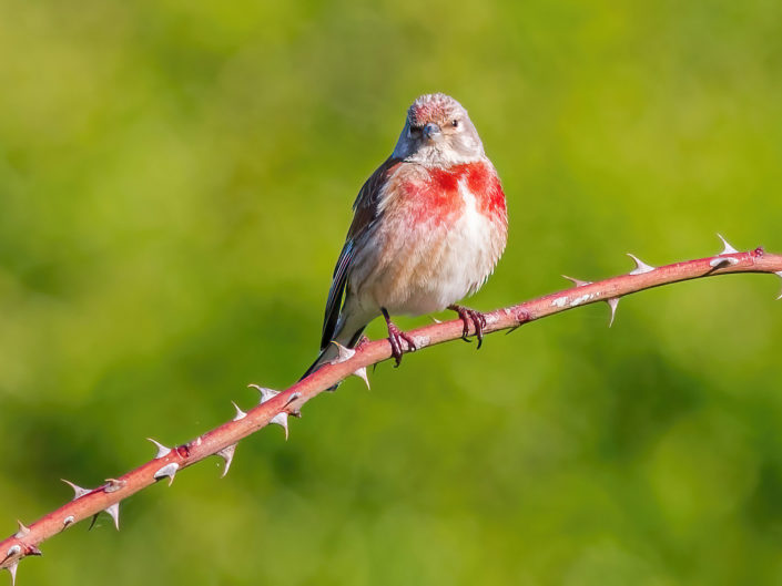 Common linnet