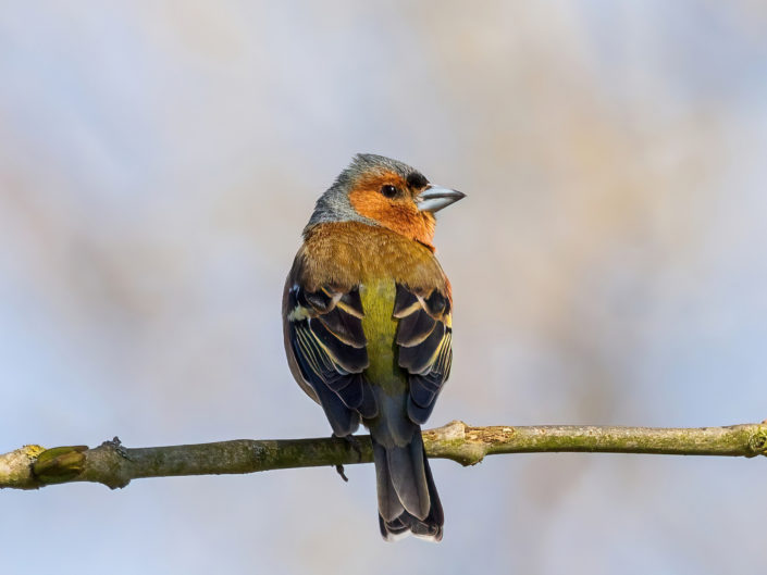 Common chaffinch