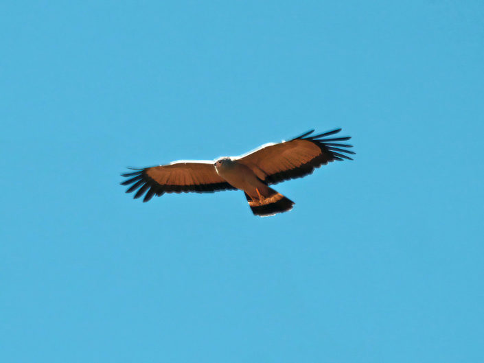 African harrier hawk