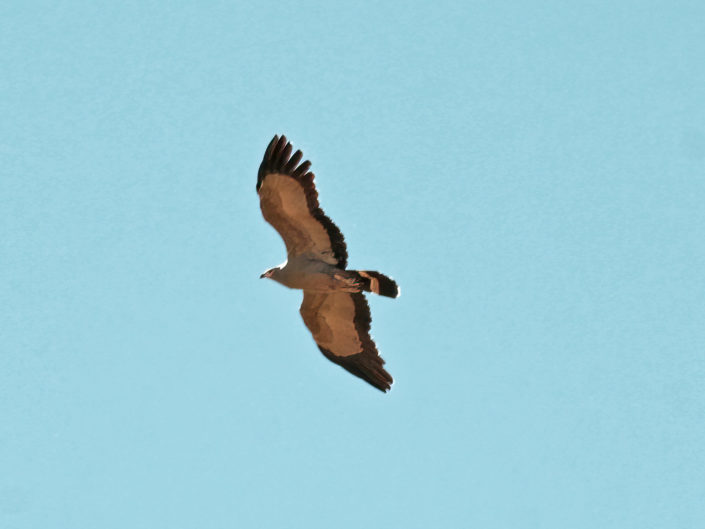 African harrier hawk