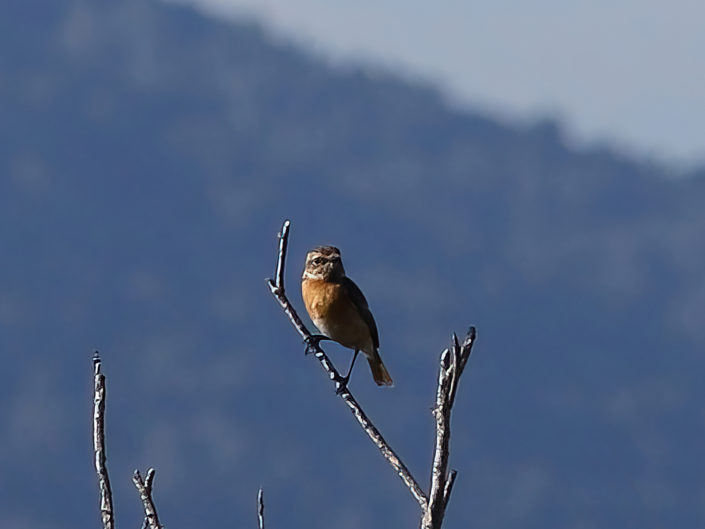 Whinchat