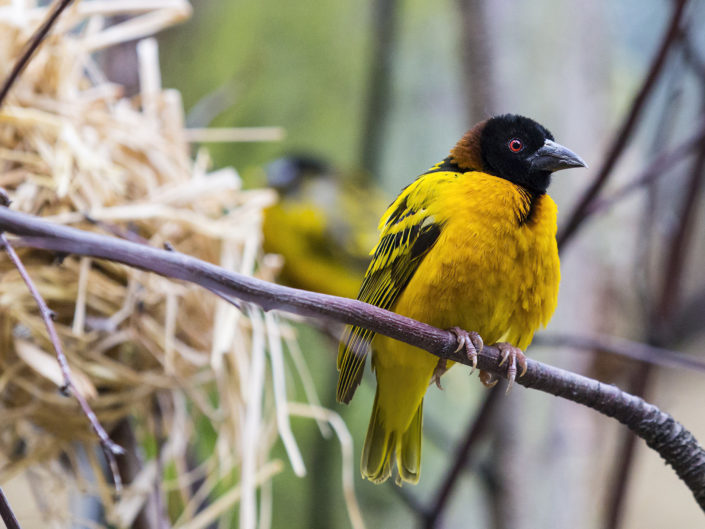 Village weaver