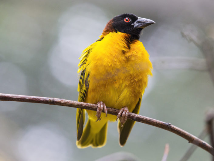 Village weaver