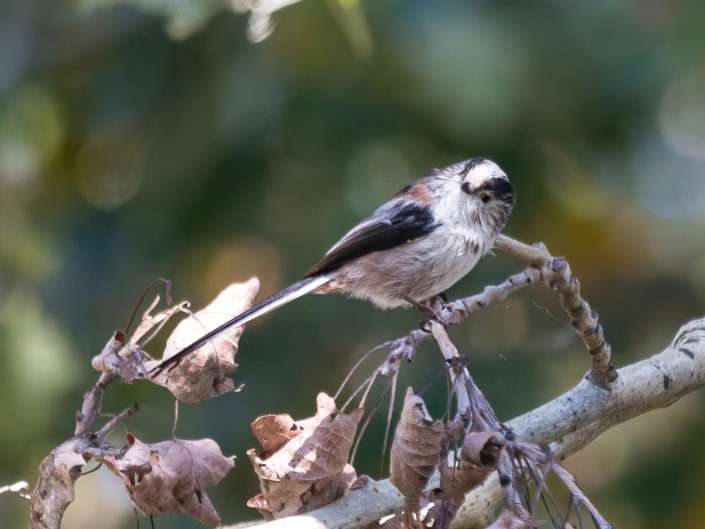 Long-tailed tit