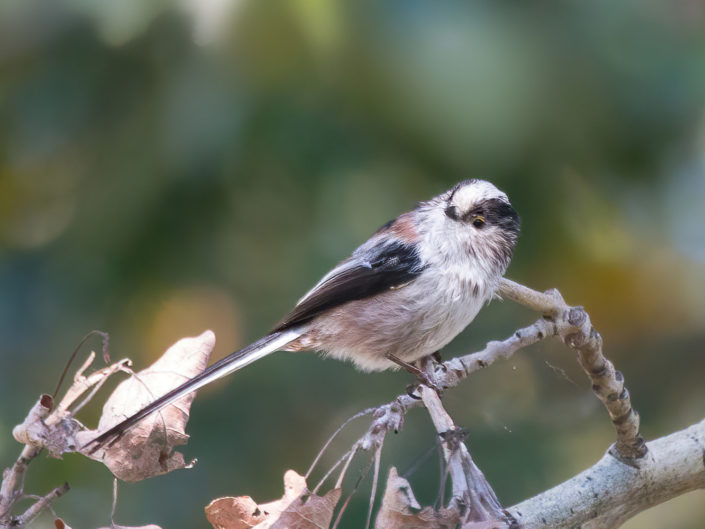 Long-tailed tit