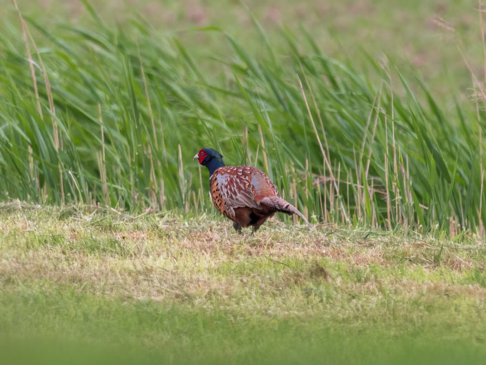 Common pheasant