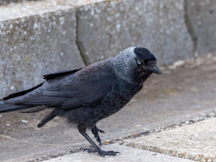 Western jackdaw