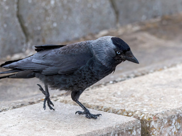 Western jackdaw