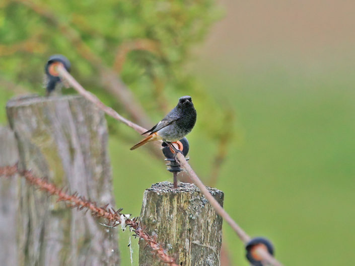 Male black redstart