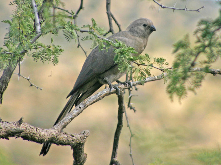 Grey go-away-bird