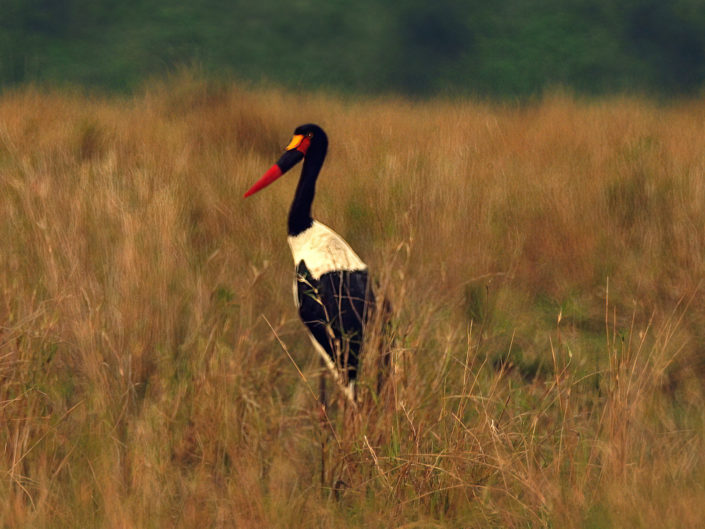 Saddle-billed stork