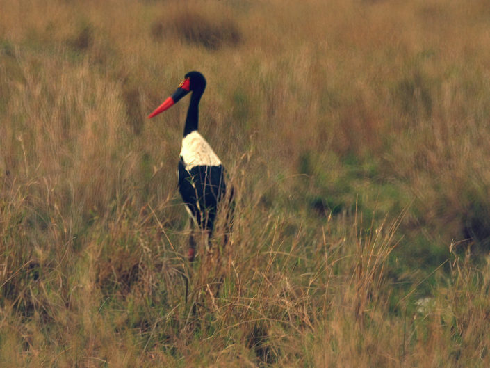 Saddle-billed stork