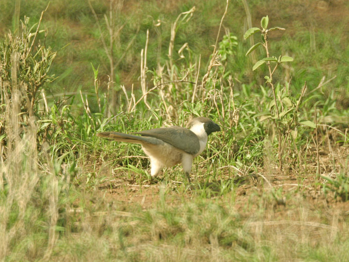 Bare-faced go-away-bird