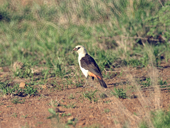 White-headed buffalo weaver