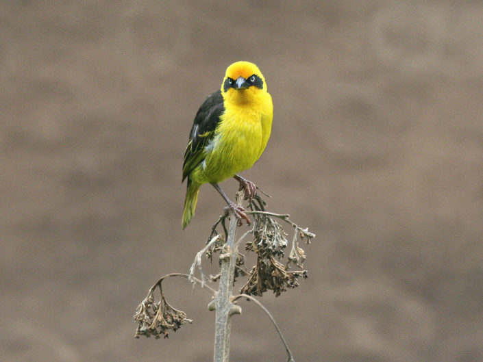 Baglafecht weaver