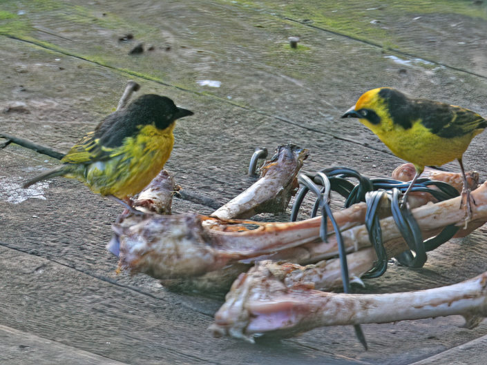 Baglafecht weaver