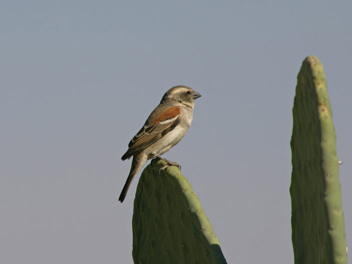 Female cape sparrow