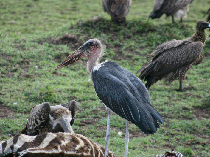 Marabou stork