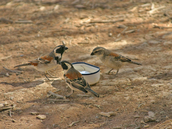 Cape sparrows