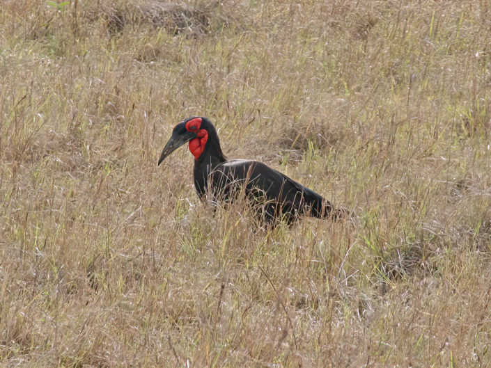 Southern ground hornbill