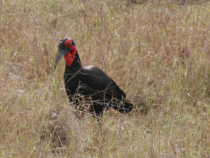 Southern ground hornbill