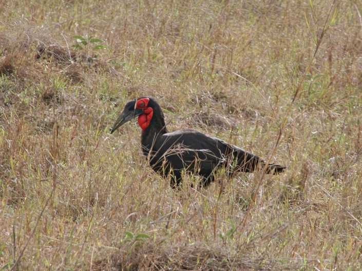 Southern ground hornbill