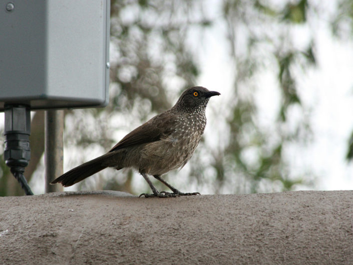 Arrow-marked babbler