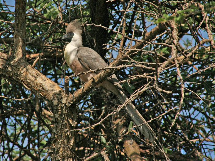 Bare-faced go-away-bird
