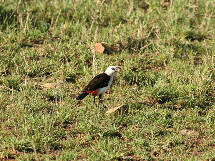 White-headed buffalo weaver