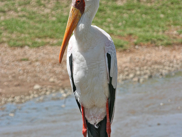 Yellow-billed stork