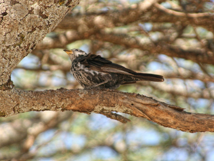 Rufous-tailed weaver