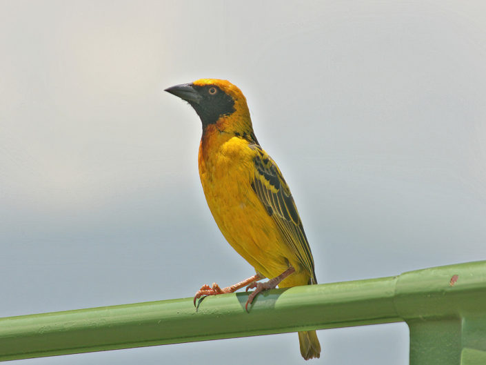 Vitelline masked weaver