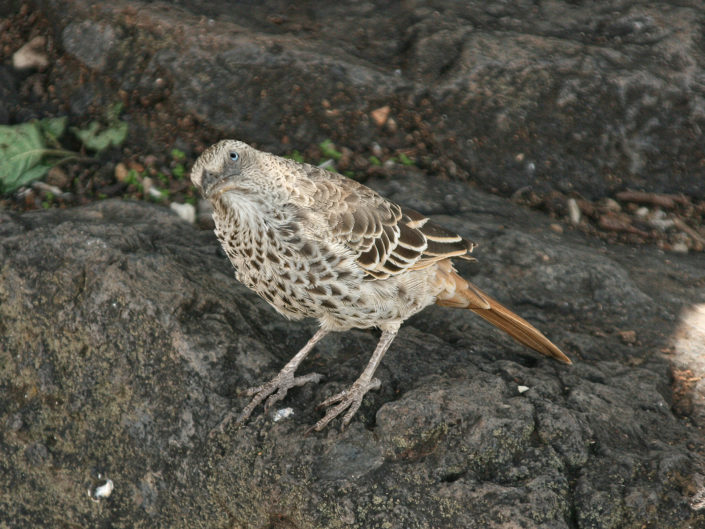 Rufous-tailed weaver