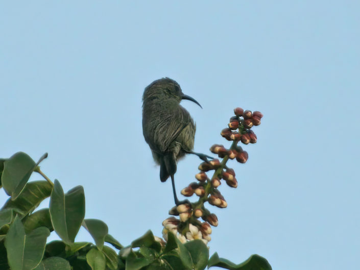 Amethyst sunbird