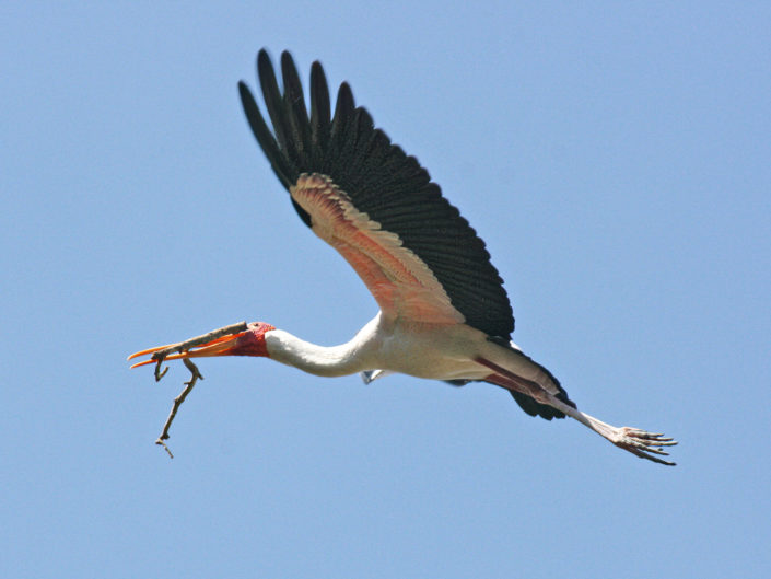 Yellow-billed stork