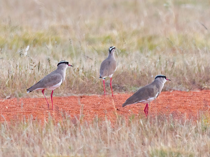 Crowned lapwing