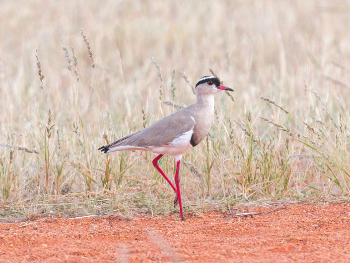 Crowned lapwing