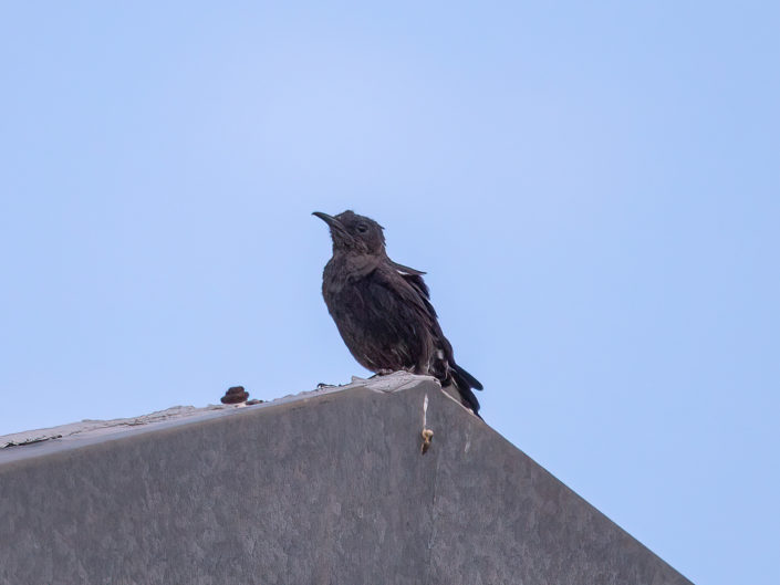 Ant-eating chat