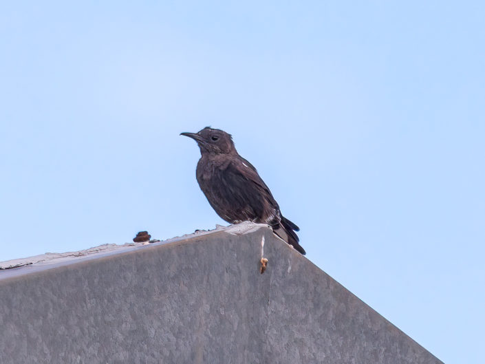 Ant-eating chat