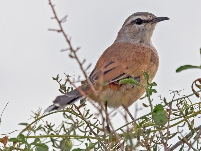 Kalahari scrub robin