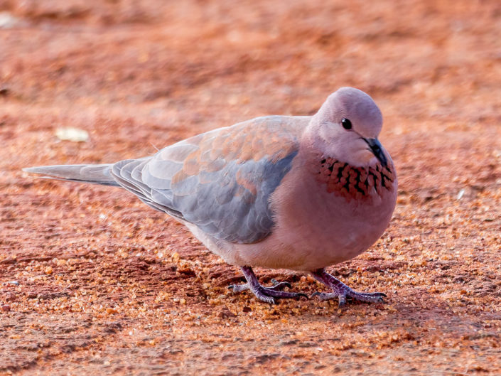 Laughing dove