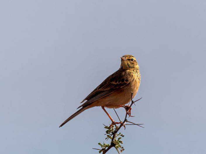 African pipit