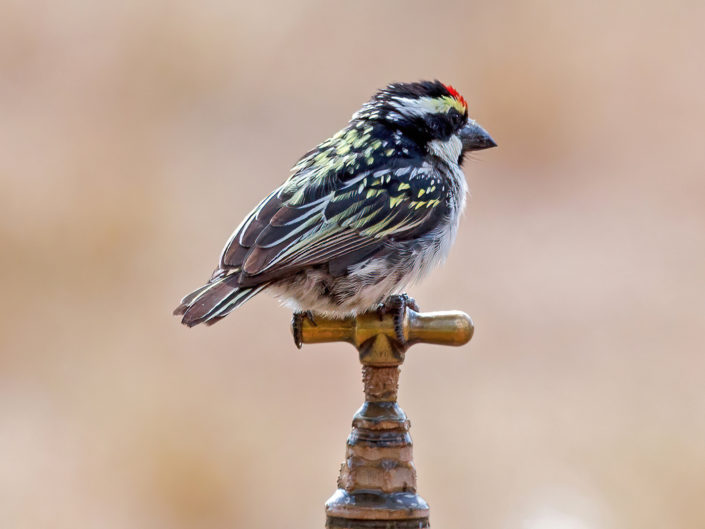 Acacia-pied barbet