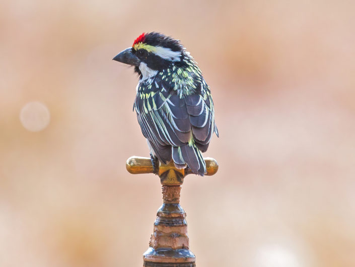 Acacia-pied barbet