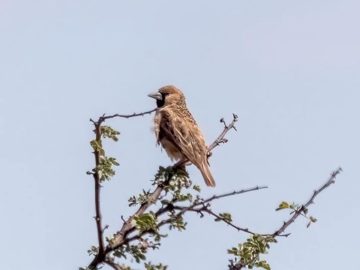 Sociable weaver