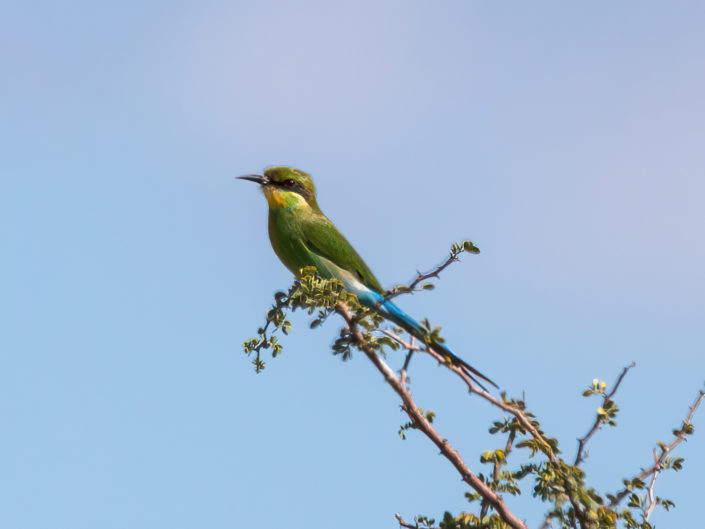 Swallow-tailed bee-eater