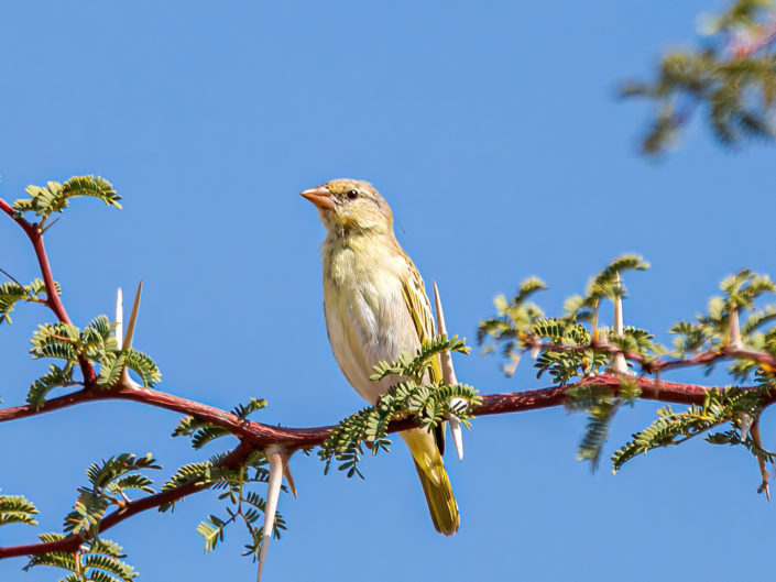 Southern masked weaver